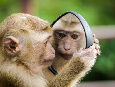 Google Search Console: все, что нужно знать для улучшения SEO