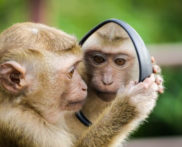 Google Search Console: все, что нужно знать для улучшения SEO