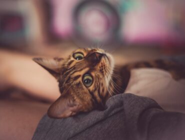 Как увеличить трафик вашего блога - легкий способ (27 проверенных советов)