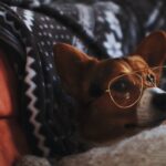 29 лучших чатботов с искусственным интеллектом онлайн