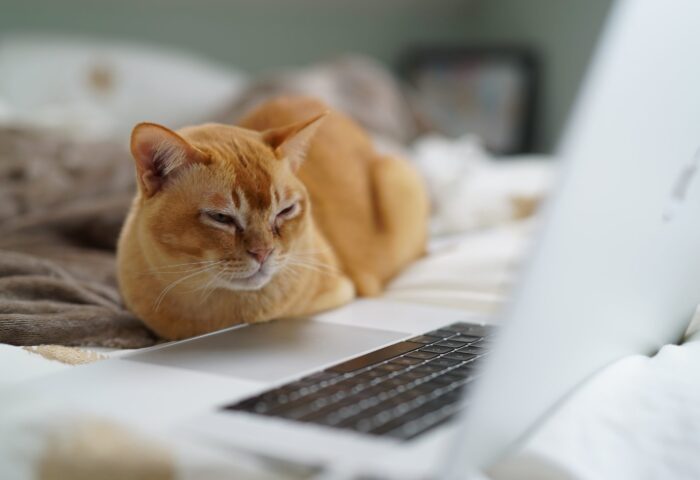 Топ-20 инструментов веб-разработки для создания веб-приложений