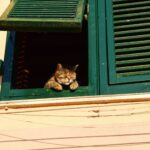 Что означает SEO?