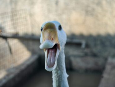 Что такое PPC-менеджмент и как им воспользоваться для получения максимального дохода