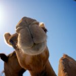 Лучшие услуги и программное обеспечение для маркетинга электронной почты в 2022 году