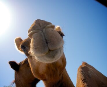 Лучшие услуги и программное обеспечение для маркетинга электронной почты в 2022 году