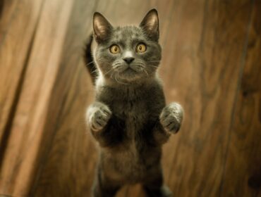 4 простых способа добавить Google Analytics в WordPress