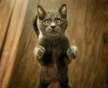 4 простых способа добавить Google Analytics в WordPress