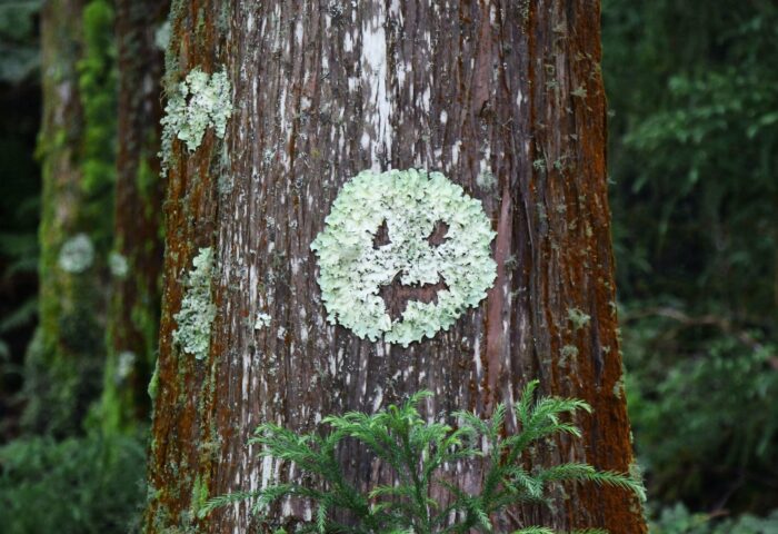 30 инструментов автоматизации социальных сетей для улучшения вашего маркетинга в 2022 году