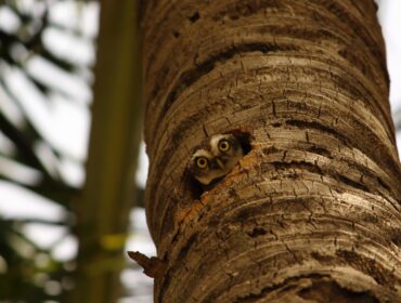 Сравнение 8 лучших инструментов для анализа заголовков (глубокое погружение в то, как их использовать)
