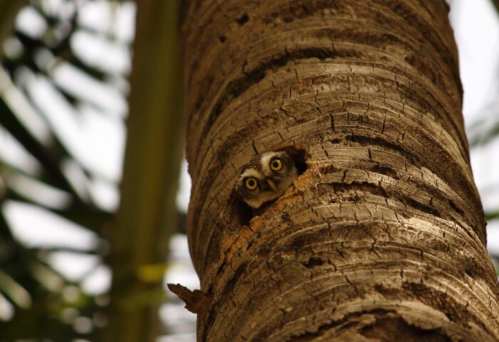 Сравнение 8 лучших инструментов для анализа заголовков (глубокое погружение в то, как их использовать)