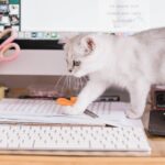 9 лучших приложений для проведения опросов в 2022 году