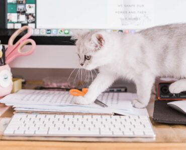 9 лучших приложений для проведения опросов в 2022 году