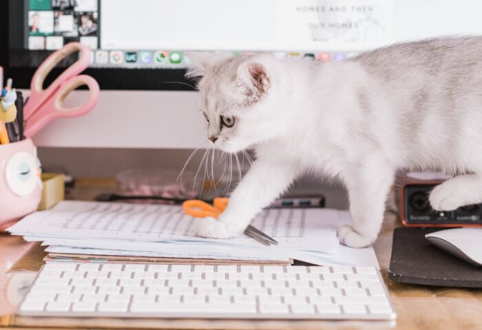 9 лучших приложений для проведения опросов в 2022 году