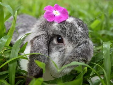 14 лучших сканеров уязвимостей веб-приложений с открытым исходным кодом