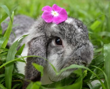 14 лучших сканеров уязвимостей веб-приложений с открытым исходным кодом