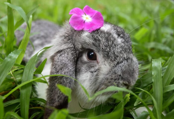 14 лучших сканеров уязвимостей веб-приложений с открытым исходным кодом