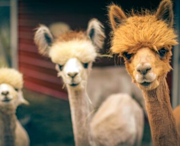 16 лучших плагинов безопасности WordPress 2022