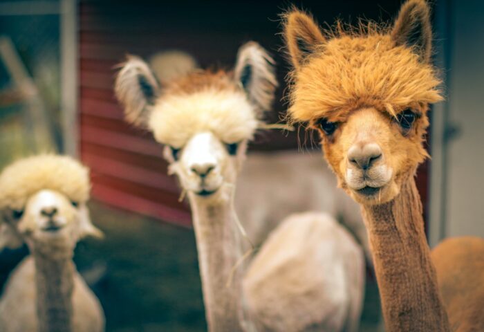 16 лучших плагинов безопасности WordPress 2022