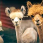 30 лучших инструментов маркетинга в социальных сетях в 2022 году!