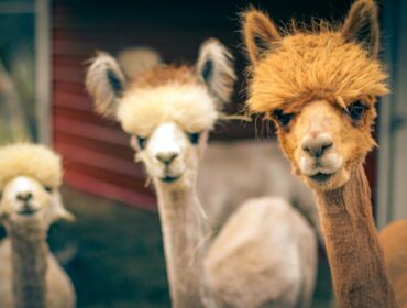 30 лучших инструментов маркетинга в социальных сетях в 2022 году!