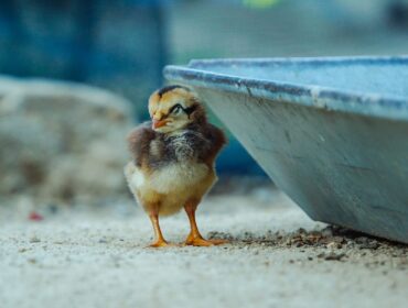 20 лучших программных инструментов для обеспечения кибербезопасности