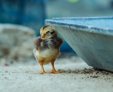 20 лучших программных инструментов для обеспечения кибербезопасности