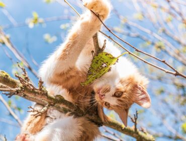 5 лучших онлайн инструментов проверки грамматики для 2022 года