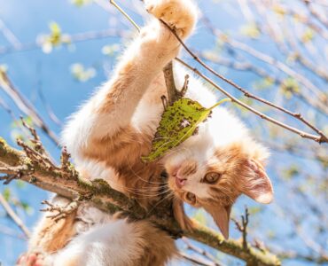 5 лучших онлайн инструментов проверки грамматики для 2022 года