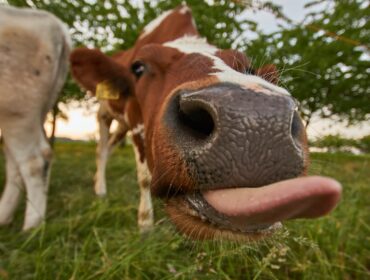 Выбор лучшего плагина безопасности WordPress: сравнение 12 лучших плагинов