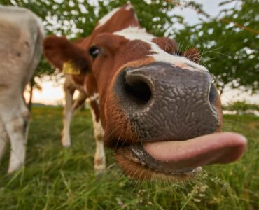 Выбор лучшего плагина безопасности WordPress: сравнение 12 лучших плагинов